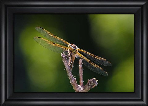 Framed Orange Dragonfly On White Branch II Print