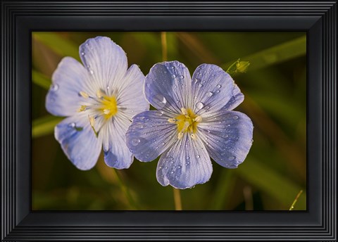 Framed Blue Flower Blooms Print