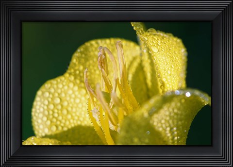 Framed Yellow Flower Bloomed With Dew Print
