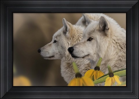 Framed Three Wolves Print
