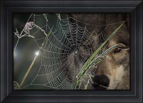Framed Web &amp; Wolf Print