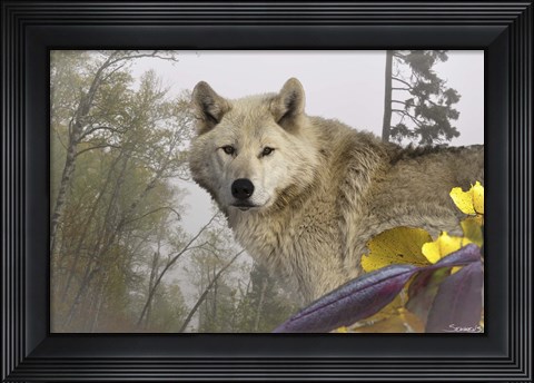 Framed White Wolf Print