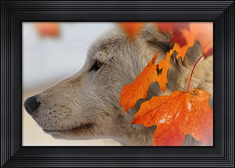 Framed Wolf Profile Autumn Leaves Print