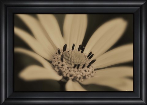 Framed White And Black Flower Print