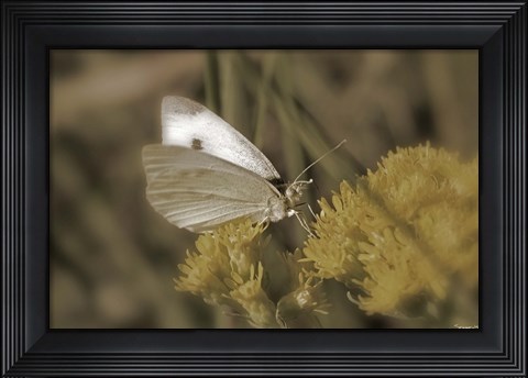 Framed Moth On Yellow Wildflower Print