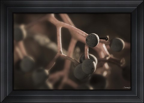 Framed Black Berries On Branch Print