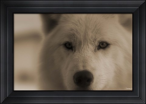 Framed White Wolf Closeup Print