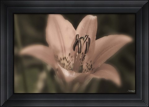 Framed Pink And Black Flower Closeup Print