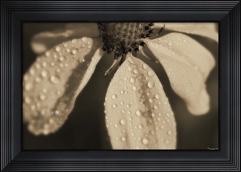 Framed Black And White Flower With Dew Print
