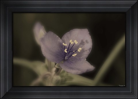 Framed Purple And White Flower Closeup Print