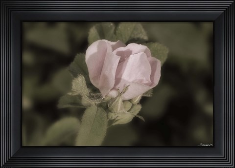 Framed Pink Flower Closeup I Print