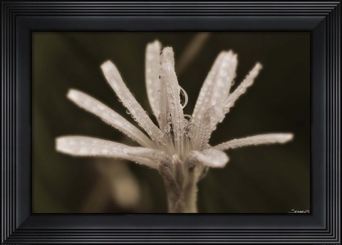 Framed Pink Flower Petals And Dew Print