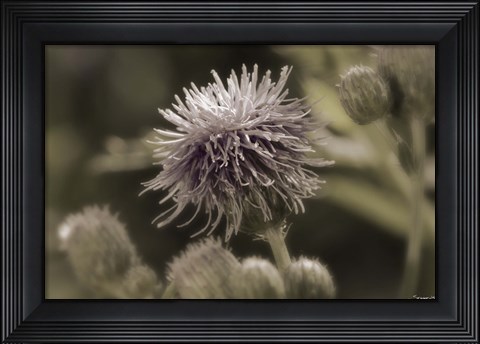 Framed Purple Bloom And Green Flower Buds Print