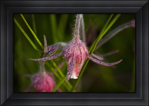 Framed Magenta Flowers Covered In Dew Print