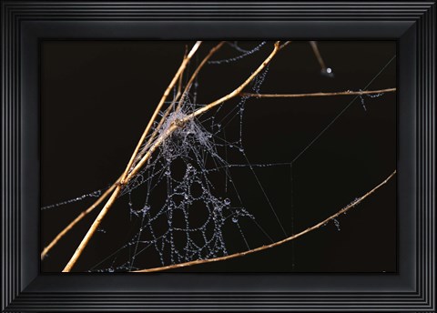 Framed Spider Web Covered In Dew Print