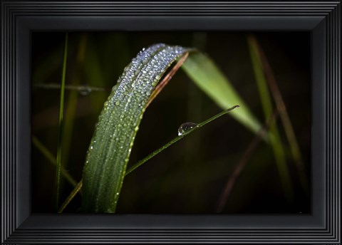 Framed Grass Blade Covered With Dew Print