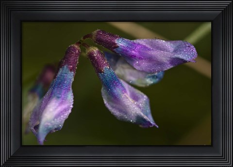 Framed Purple And Blue Flower Buds Closeup Print