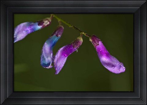 Framed Purple And Blue Flower Buds Print