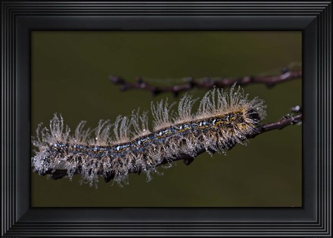 Framed Blue Caterpillar On Branch Closeup Print