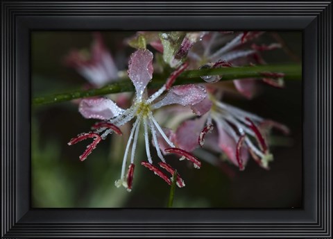Framed Pink Flowers Covered In Dew Print