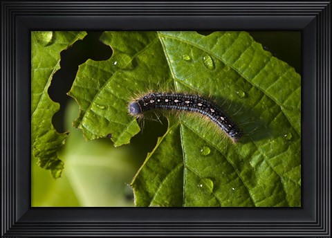 Framed Catepillar And Broken Leaf Print