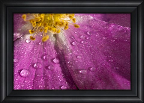 Framed Pink And Yellow Flower With Dew I Print