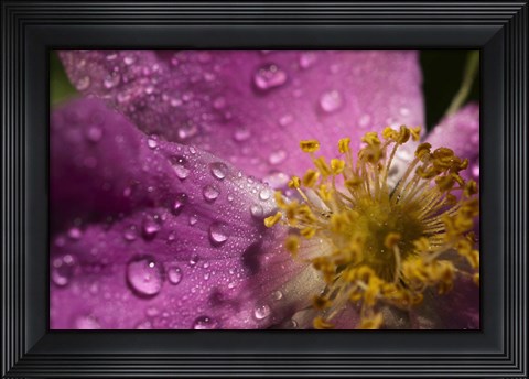 Framed Pink And Yellow Flower With Dew II Print