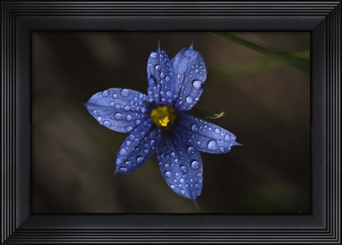 Framed Blue Wildflower With Dew Print