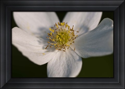 Framed White And Yellow Flower Closeup Print