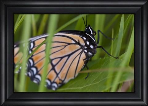 Framed Orange And Black Butterfly On Leaf Print