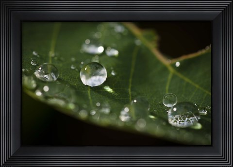 Framed Drops Of Rain On Leaf Closeup I Print