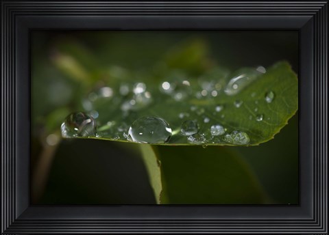 Framed Drops Of Rain On Leaf Closeup II Print