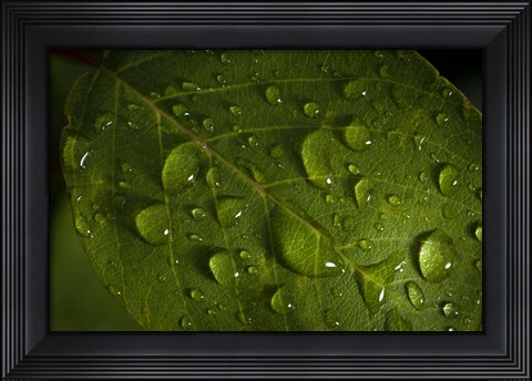 Framed Drops Of Rain On Leaf Print