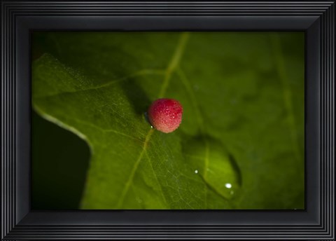 Framed Red Berry On Leaf Print