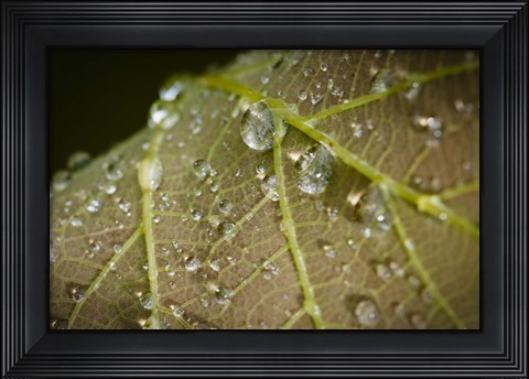 Framed Drops Of Dew On Brown Leaf Print
