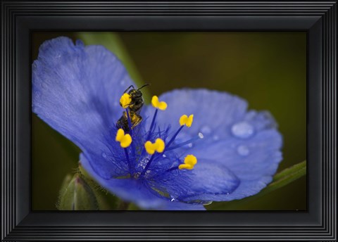 Framed Bee On Blue Flower Print