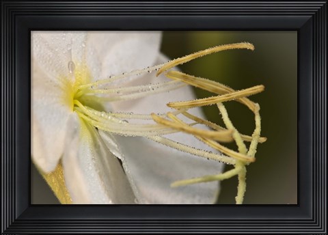 Framed White Flower Bloomed Closeup Print