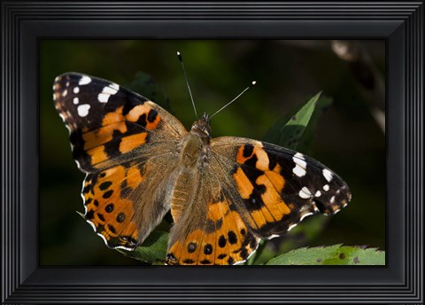 Framed Butterfly With Brown And Black Specks Print