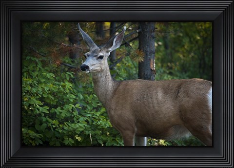 Framed Wildlife In Teton Print