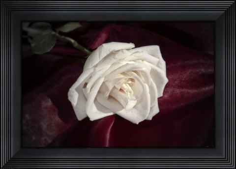 Framed White Rose On Wine Closeup Print