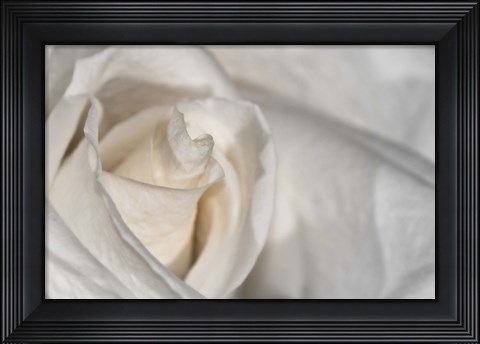 Framed White Rose Closeup Print