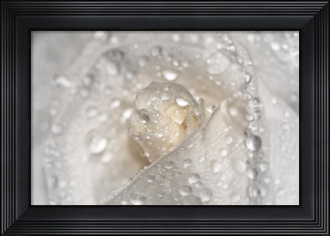 Framed White Rose Closeup With Dew I Print