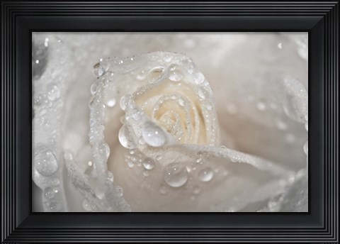 Framed White Rose Closeup With Dew II Print