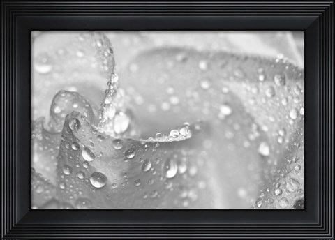Framed White Rose Closeup Black And White Print