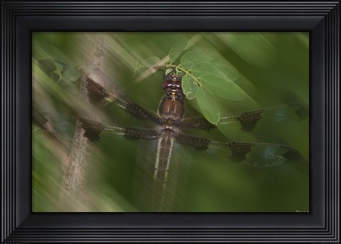 Framed Natural Motif II Print