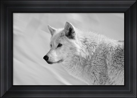 Framed White Wolf BW Print