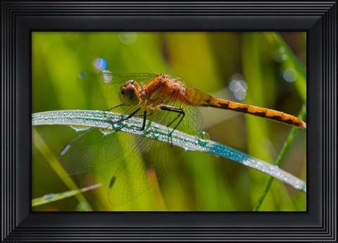 Framed Orange Dragonfly Print