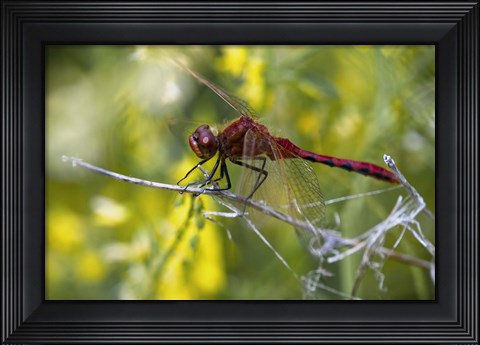 Framed Red Dragonfly On White Stem Print