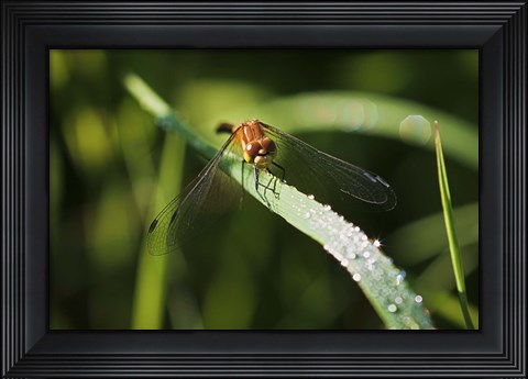 Framed Orange Dragonfly On Green Stem Print