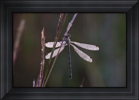 Framed Dragonfly And Magenta Stems Print